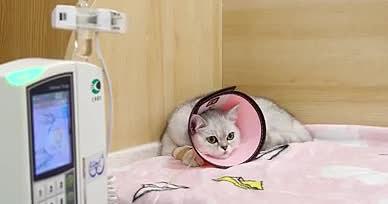 4K诊所猫猫猫咪生病治疗打吊针视频的预览图